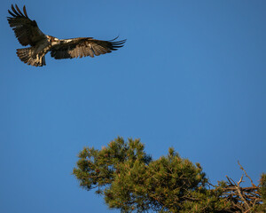 Osprey