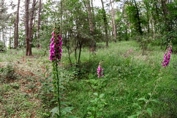 Close and selective focus on a purple foxglove growing in a pine forest