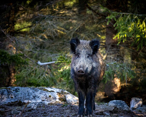 Wildboar