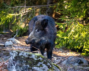 Wildboar