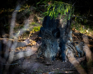Wildboar
