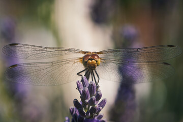Dragonfly