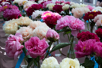 Floral exhibition. Peonies of different colors are in transparent vases. Various varieties of beautiful flowers