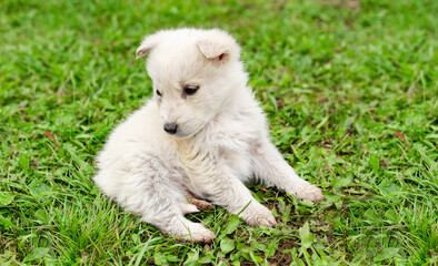 Cute white Siberian husky puppy sitting on the green grass and looking away, summer, spring, cover, animal world, pet