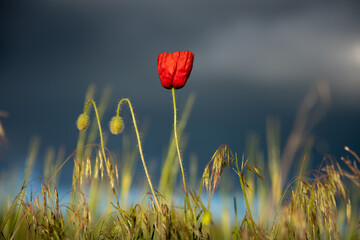 Lonely red poppy among the grass and dark background of clouds. Flower illuminated by warm sun rays