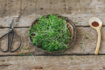 Fresh watercress salad sprouts on vintage plate and scissors, spoon with seeds on rustic wood. Watercress salad, micro green. Growing microgreens at home.