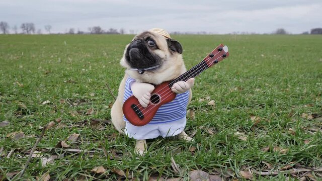 Cute funny pug dog playing on guitar in green field, dressed in costume and hat