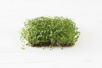 Fresh basil sprouts on linen mat on white wooden background with copy space. Basil sprouter, micro green. Growing microgreens at home. Hydroponics