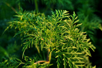 Ragweed bushes. Ambrosia artemisiifolia is the strongest allergen. Its pollen causes severe allergies during flowering.
