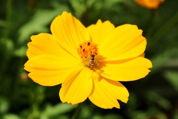 Bee on a Yellow Cosmo Flower 