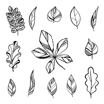 A set of simple, linear images of leaves of different tree species. Vector decoration for creating collages, backgrounds, backdrops, etc. Line art.
