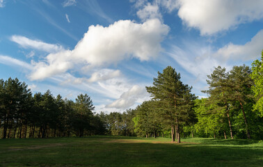Fototapeta na wymiar Beautiful meadow in the park. Lensnaya glade. Summer landscape with white cumulus clouds. Scenery.