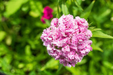 Obraz premium Top view of the pink flower Dianthus barbatus on a blurry green background, shallow depth of field.