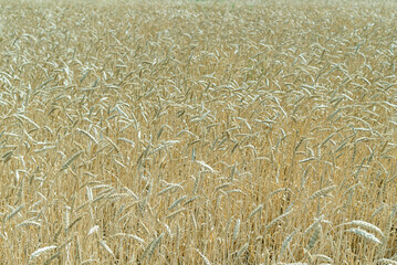 Yellow ears of wheat in the field, background.