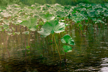 thickets of leaves of aquatic plants of butterbur in the water near the shore