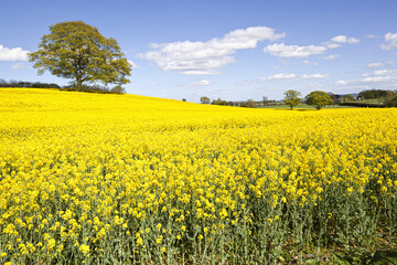Obraz premium Oil seed rape in full flower near Kington, Herefordshire UK