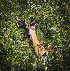 An image of a whitetail buck hiding in green bushes with only a part of his body showing. His antlers are still covered in velvet. It shows him alert but also curious.