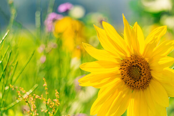 young yellow sunflower on blurred bright background