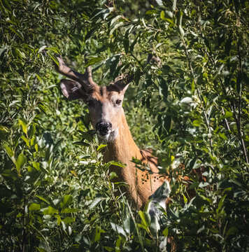 An image of a whitetail buck hiding in green bushes with only a part of his body showing. His antlers are still covered in velvet. It shows him alert but also curious.