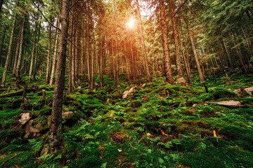Fototapeta premium Forest trees. nature green wood sunlight backgrounds..