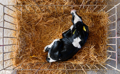 Small calf lies in a stall in the hay