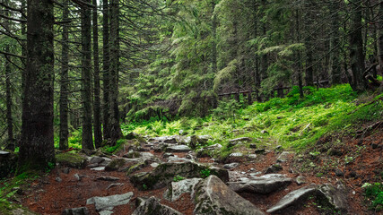 Forest trees. nature green wood sunlight backgrounds..