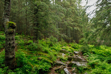 Forest trees. nature green wood sunlight backgrounds..