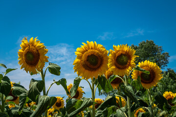 Obraz premium Sunflower field on a hot summer's day