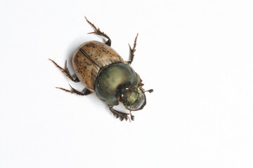 A dung beetle common in Southern Europa and introduced in Australia to process cattle dung (Onthophagus vacca)