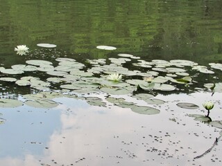 water lily pads  in the lake 