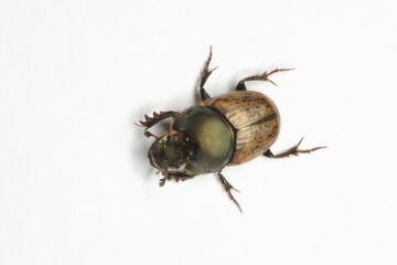 A dung beetle common in Southern Europa and introduced in Australia to process cattle dung (Onthophagus vacca)