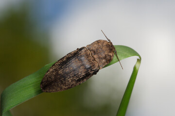 A large click beetle (Agrypnus murinus)