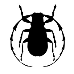 woodcutter beetle,vector illustration, black silhouette