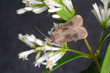 The heart and club (Agrotis clavis) is a noctuid moth whose caterpillar feeds on various herbaceous plants