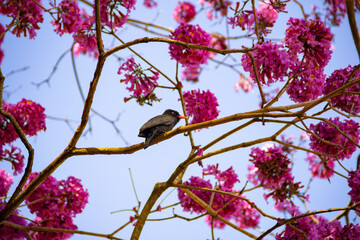 Um pássaro chamado Chora-chuva-preto, descansando em um galho florido de ipê rosa. (Monasa nigrifrons)