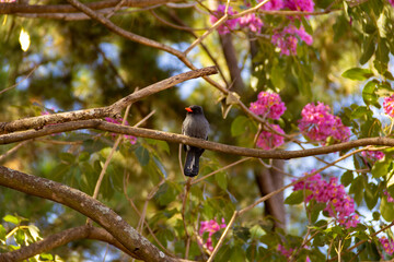Um pássaro chamado Chora-chuva-preto, descansando em um galho florido de ipê rosa. (Monasa nigrifrons)