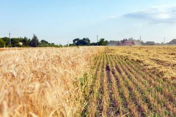 Wheat harvesting on field in summer season. Combine harvester harvests ripe wheat. agriculture.  Process of gathering crop by agricultural machinery.