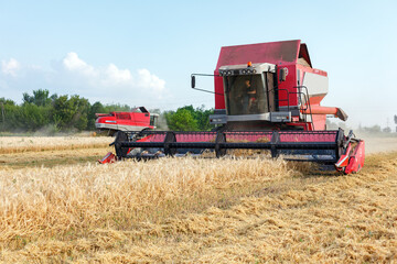Wheat harvesting on field in summer season. Combine harvester harvests ripe wheat. agriculture.  Process of gathering crop by agricultural machinery.