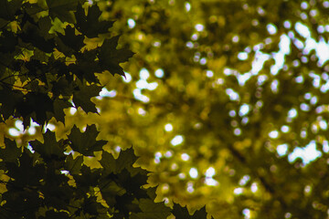 yellow leaves on a tree