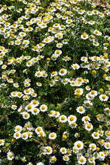 Chamomile flowers close up. Medicinal chamomile plant field in the Mediterranean.