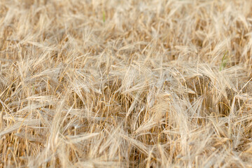 Ears of ripe wheat close-up. Wheat field. Beautiful Nature Sunset Landscape. Rural landscapes in bright sunlight.