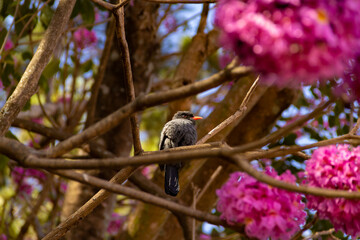 Um pássaro chamado Chora-chuva-preto, descansando em um galho florido de ipê rosa. (Monasa nigrifrons)
