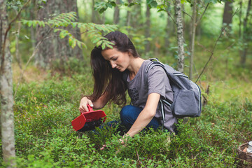 Process of collecting and picking fresh berries in a forest of northern Sweden, Lapland, Norrbotten, near Norway border, girl picking cranberry, lingonberry, cloudberry, blueberry, bilberry and others