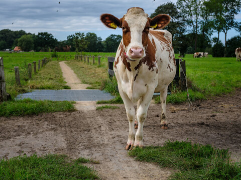 Wandelpad met koe | Hiking trail with cow Oele, Overijssel Province, The Netherlands