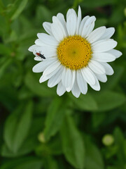 Obraz premium Concept of relaxation and mindfulness