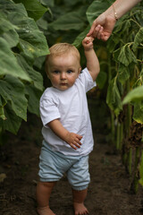 little boy on a field of sunflowers. blonde newborn baby in flowers. summer evening, summer field of sunflowers.