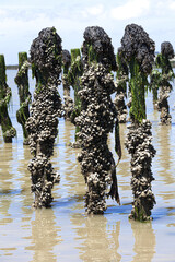 Mussel farming in Baie de Pen-BÃ©, Loire-Atlantique, France