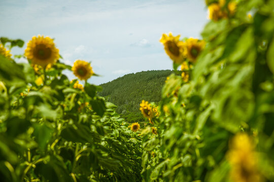 Sunflower field on a hot summer's day