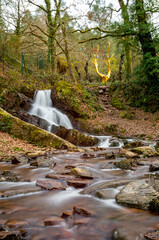 l'arbre d'or en foret de Broc&eacute;liande