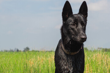 Guardian dog Portrait